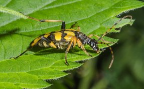 Four banded longhorn beetle